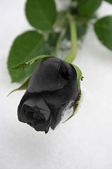 Black Rose (1/2)
