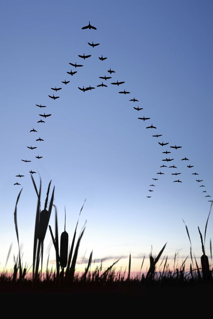 large flock of canada geese flying in silhouette at twilight, vertical frame